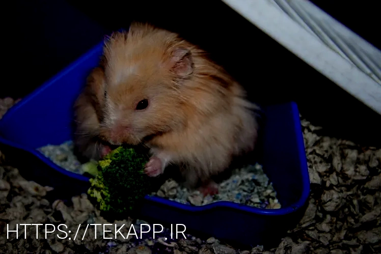 What do animals eat